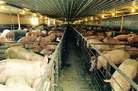 Piggy Express: ‘Right To Farm’ Law Shields Giant Hog Operation