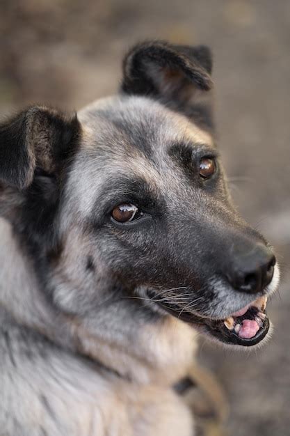 Un perro guardián solitario y triste en una cadena cerca de una casa de