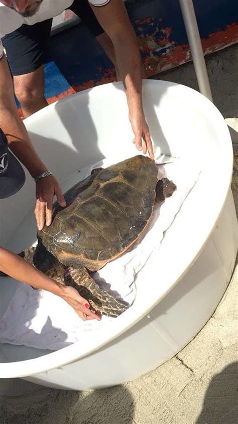 Una Tartaruga Ferita Soccorsa E Salvata Dal Bagnino Marco A Torre Delle