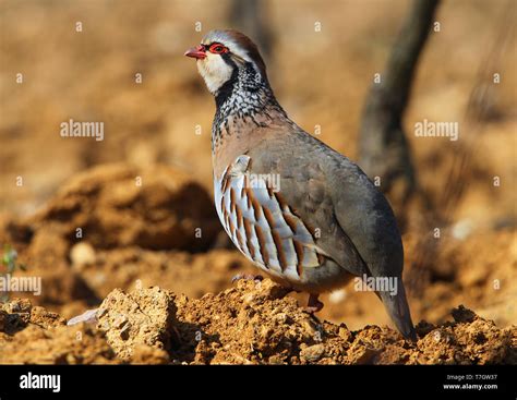 Red Legged Partridge France Hi Res Stock Photography And Images Alamy