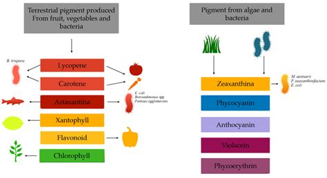 Nutrients Free Full Text Natural Pigments Production And Their