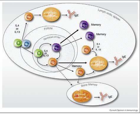 Figure 2 From Targeting IgE Production In Mice And Humans Semantic