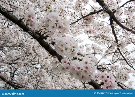 Fully-bloomed Cherry Blossoms at Kumagaya Arakawa Ryokuchi Park in ...