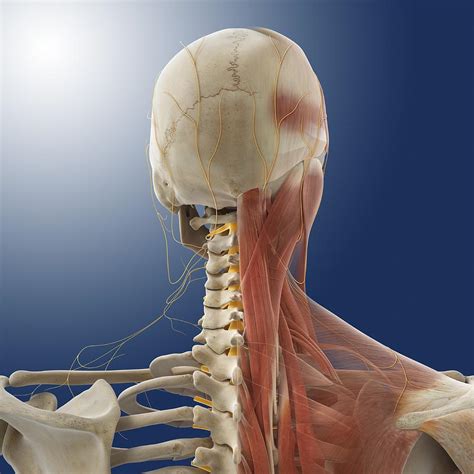 Neck Muscles And Nerves Artwork By Science Photo Library