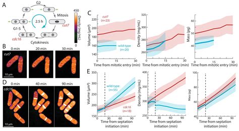 Figures And Data In Variations Of Intracellular Density During The Cell