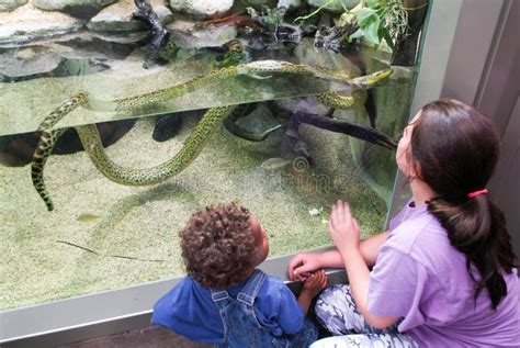 Childs Observing a Snake on the Aquarium of the Zoo Editorial Photo ...