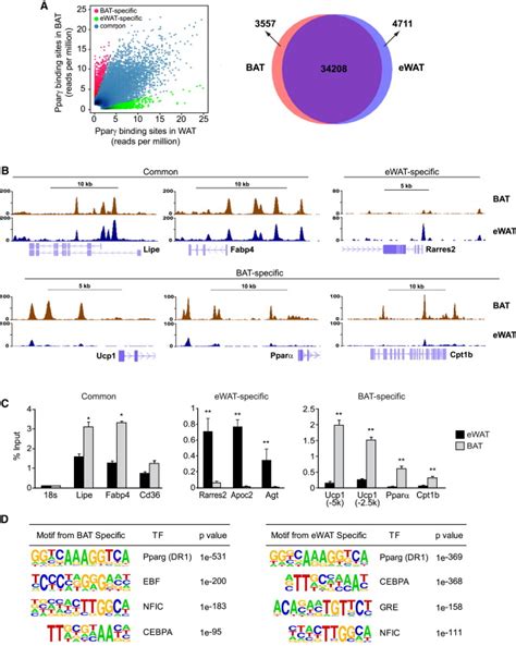 Ebf2 Determines And Maintains Brown Adipocyte Identity Cell Metabolism