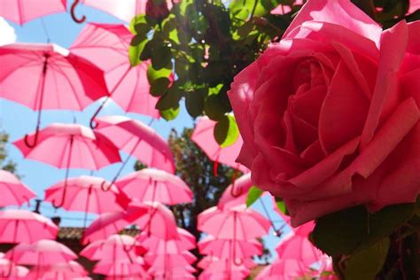 The Grasse Rose Festival Villa HippoCampo