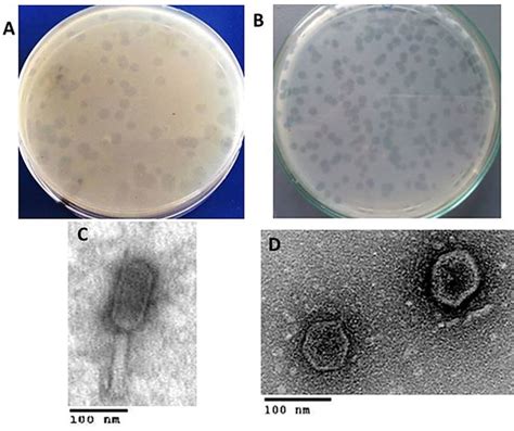 Plaques Phenotypes And Tem Morphology Of The Isolated Phages A B