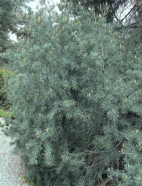 29 Different Types Of Pine Trees In California Northern And Southern