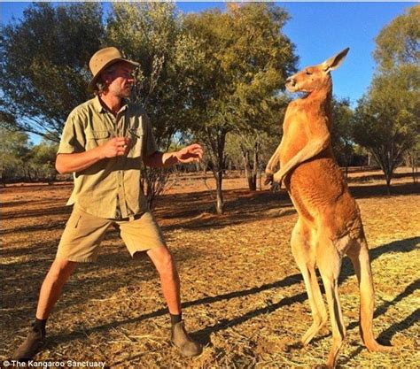 Roger the musclebound kangaroo poses for an another intimidating photo ...