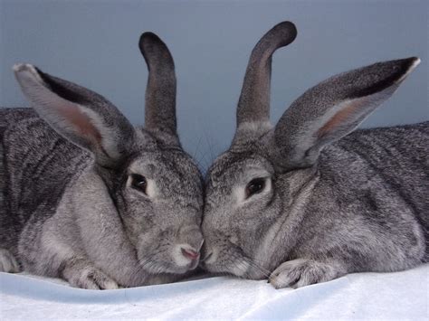 tips for rabbit making noise without vet 2