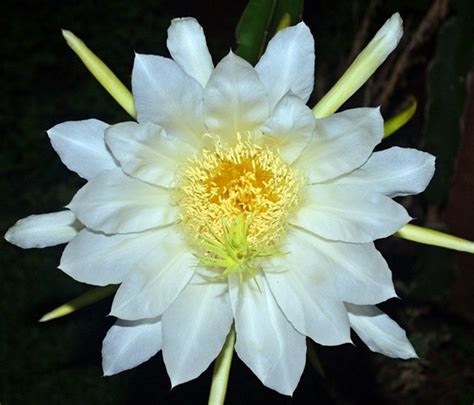 Night-blooming Cereus Dragon Fruit Hylocereus Undatus 10 Seeds - Etsy