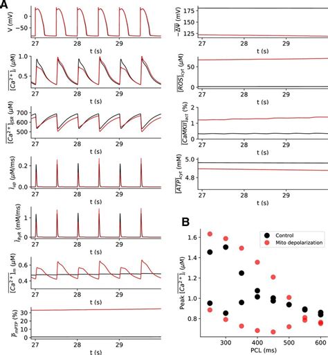 Mitochondrial Depolarization Promotes Ca Alternans A Time Traces