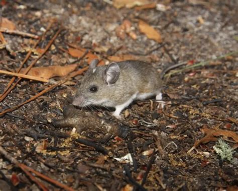 Peromyscus gossypinus - Fakta, føde, habitat og billeder på Animalia.bio