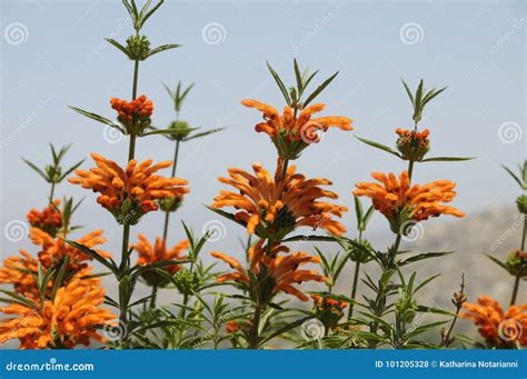 Leonurus Del Leonotis De La Planta De La Cola Del S Del León Foto de