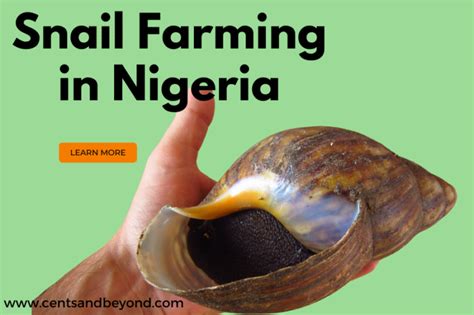 Snail Farming In Nigeria The Ultimate Guide 2024