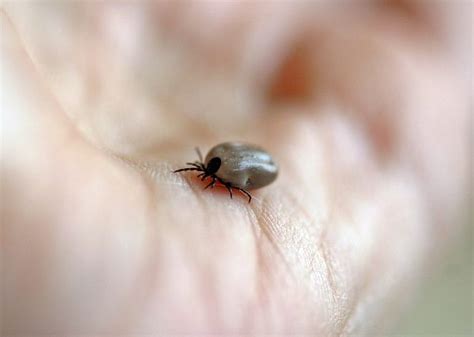 Comment se débarrasser des puces et des tiques dans sa maison