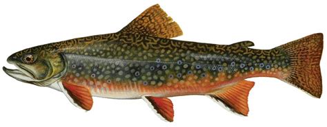 Know Your Native Maine Fish Down East Magazine Magazine