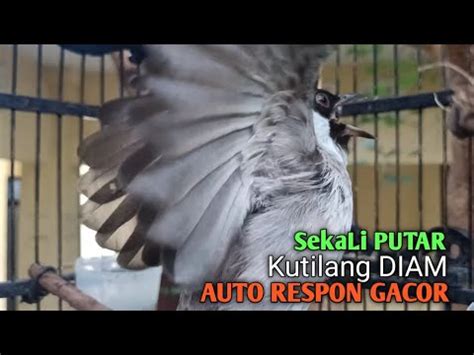 Suara Burung Kutilang Gacor ASLI Tanpa Isian PANCINGAN Pikat Kutilang