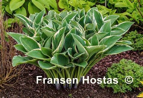 Hosta Tom Schmid - Fransen Hostas