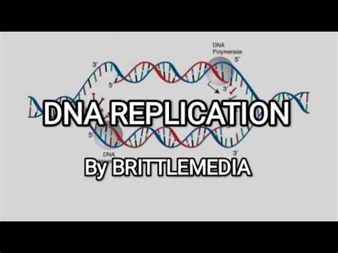 Dna Replication Easy And Simple Notes Brittlemedia Youtube