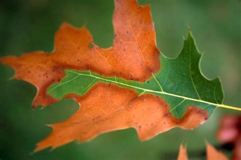 UK - Diseases of Fruit Crops & Ornamentals: Bacterial Leaf Scorch ...