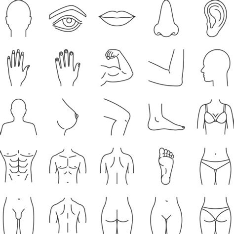 Human Body Parts Color Icons Set Royalty Free Vector Image