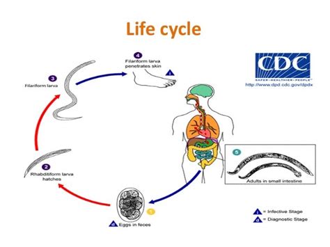 Ancylostoma Duodenale Life Cycle