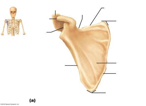 Scapula Anterior View Diagram Quizlet The Best Porn Website