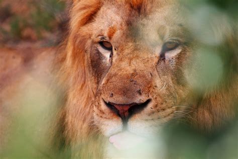 Qué significa soñar con leones quesignifica eu