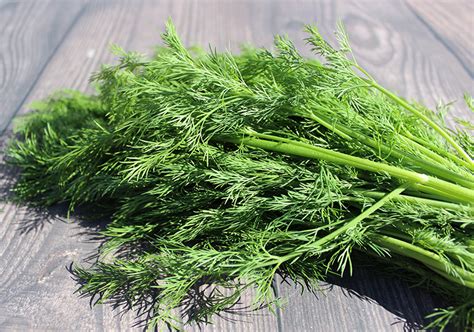 5 Uses of Dill and Things About Dill Weed Vs Dill Seed