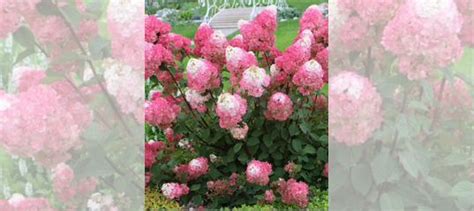 Гортензия купить в Новосибирске | Товары для дома и дачи | Авито