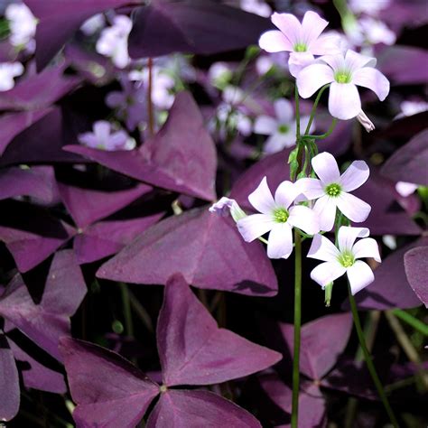 Plante Papillon Mauve Christia Obcordata Semence Canada