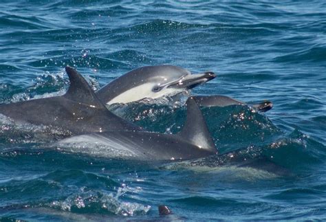 Season Over for Taiji’s Dolphin Drive Hunts | Dolphin Project