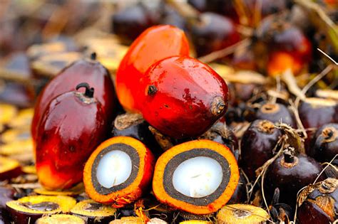 Palm Oil Tree Stock Photos Pictures And Royalty Free Images Istock