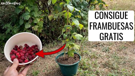 Consigue Frambuesas Gratis C Mo Cultivar Frambuesa Y Reproducirla