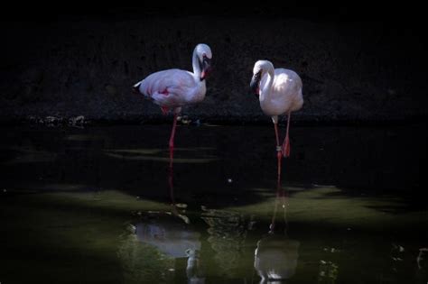 Same Sex Flamingo Couple Hatches Egg At San Diego Safari Park