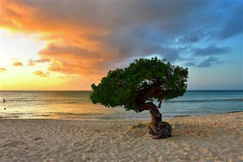 Divi Divi Tree at sunset Photograph by Monika Salvan - Pixels