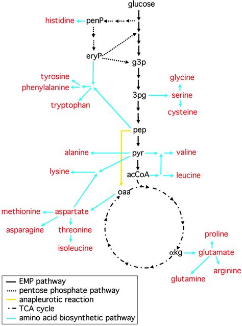 Metabolic Efficiency And Amino Acid Composition In The Proteomes Of