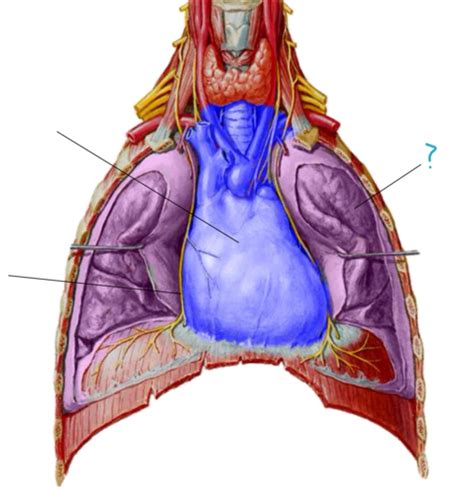 Respiratory System Flashcards Quizlet