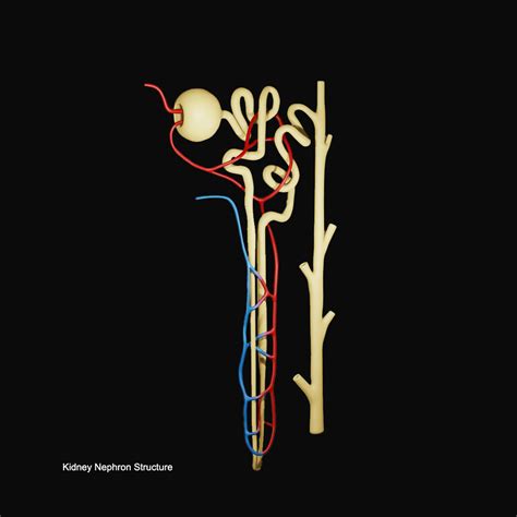 ArtStation - Kidney Nephron Structure Anatomy | Resources