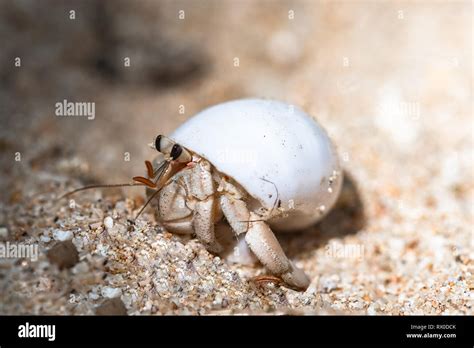 Kleiner Einsiedlerkrebs Fotos Und Bildmaterial In Hoher Aufl Sung Alamy