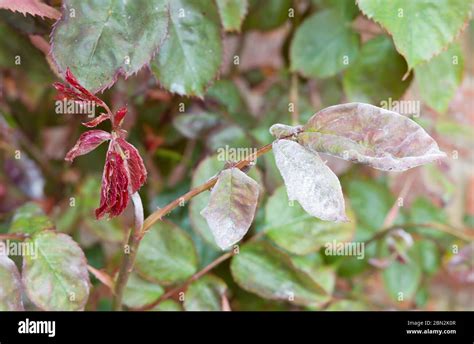 Powdery Mildew Podosphaera Pannosa On Roses In A Garden Fungal