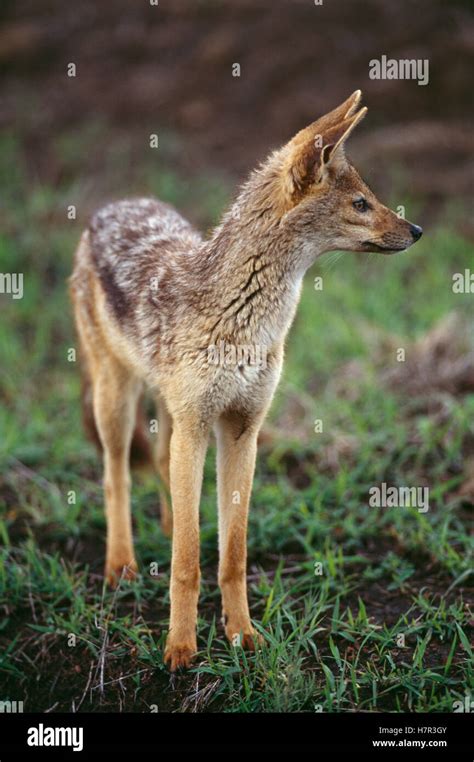 Golden Jackal Canis Aureus Africa Stock Photo Alamy