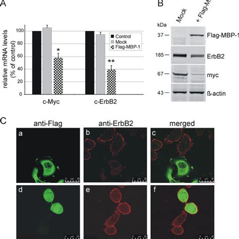 Mbp Negatively Regulates Erbb And C Myc Expression In Skbr Breast