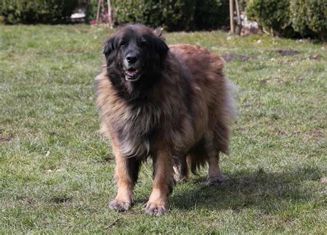 Leonberger Black Atelier Yuwaciaojp