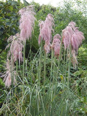 How Do I Grow My Pampas Grass Seeds Indoors? | Blog | GrowJoy | Grass ...