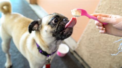 Pug Puppy Eats Vanilla Ice Cream First Time Youtube