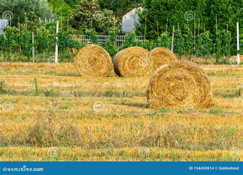 Round Golden Rolls Of Straw Bales In The Field After Harvesting Stock